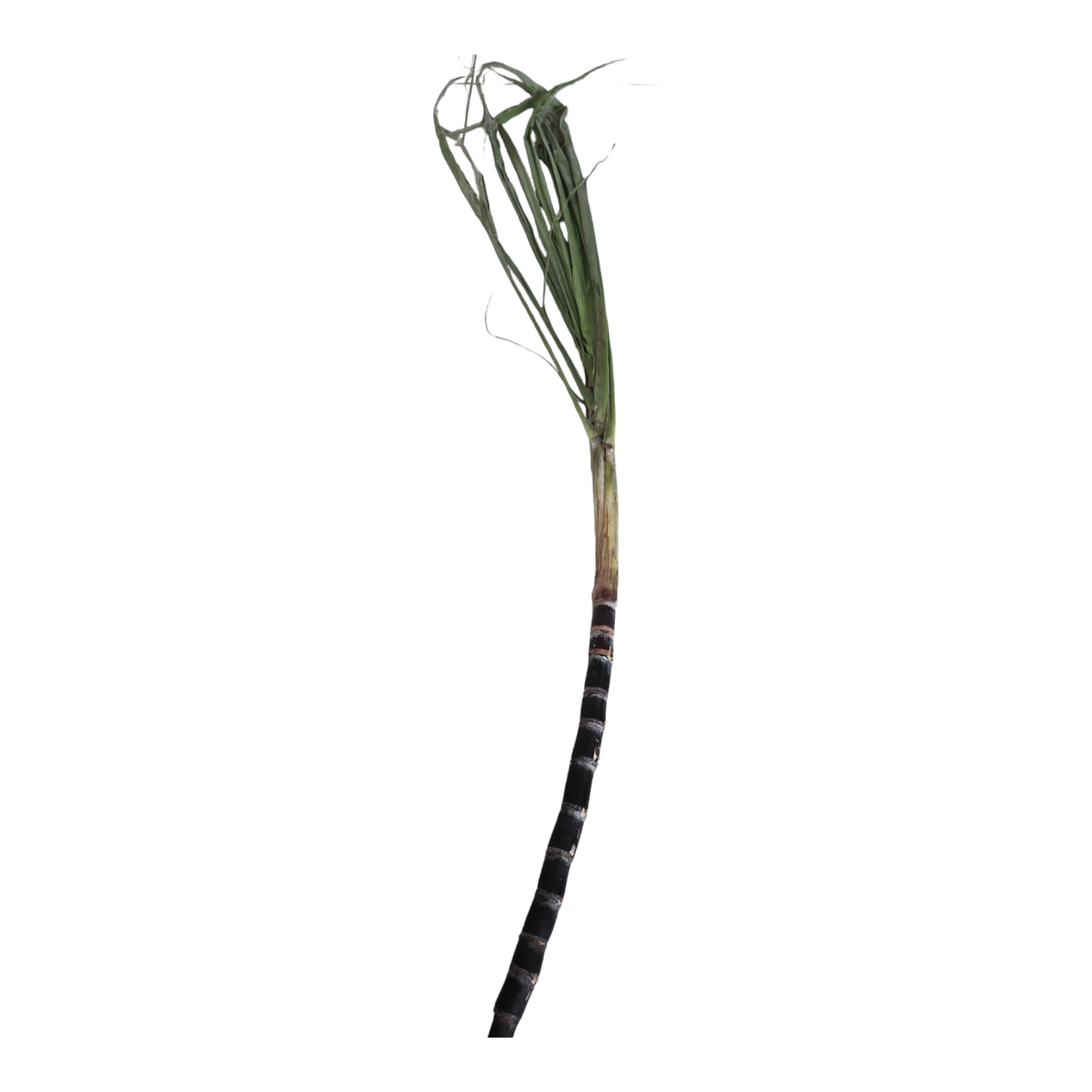 Sugarcane full plant and cut pieces