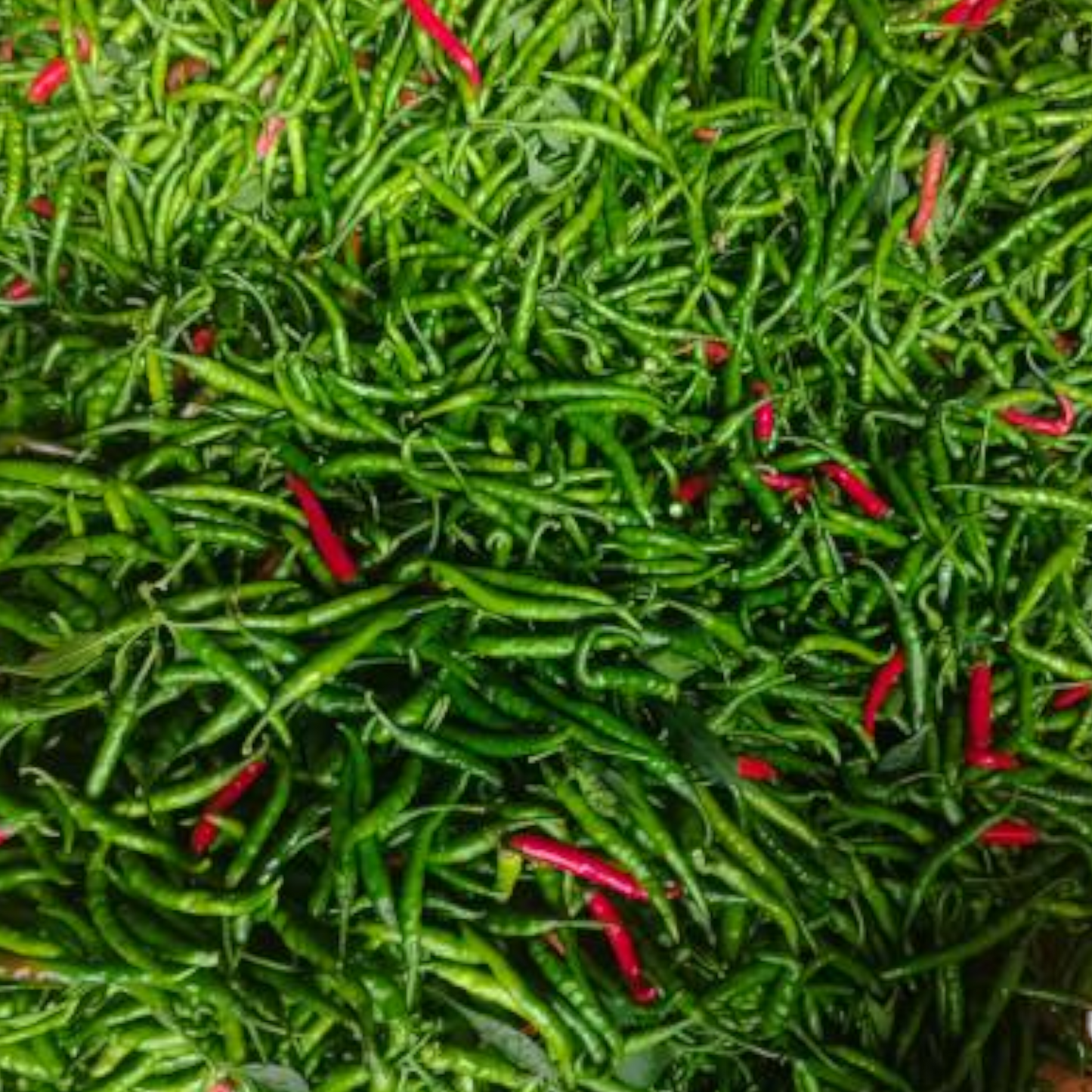 Green Chili, Pachaimilakai, Paccimirchi, Paccamulak, Hari Mirch - 1 pack