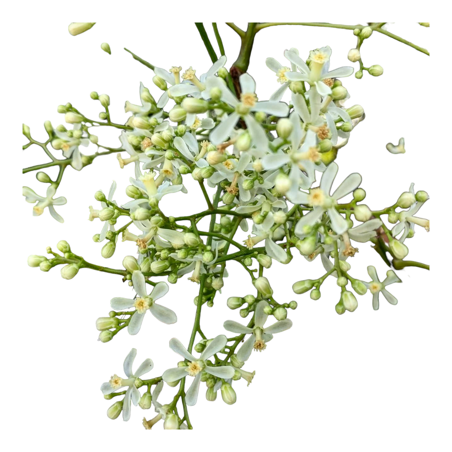 Neem Flower