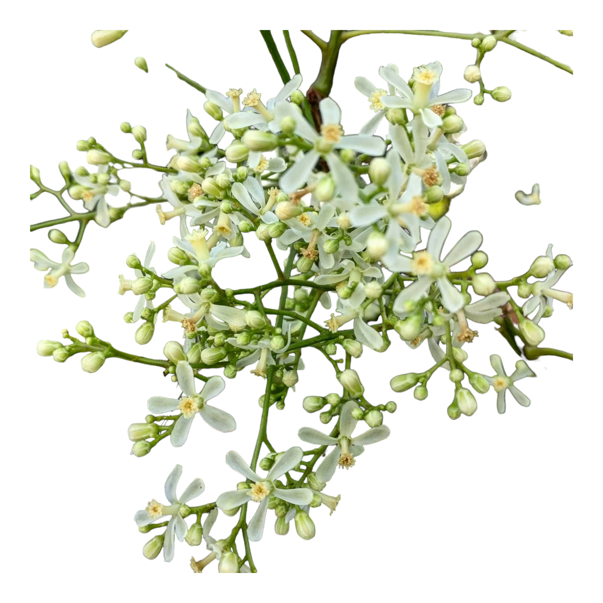 Neem Flower