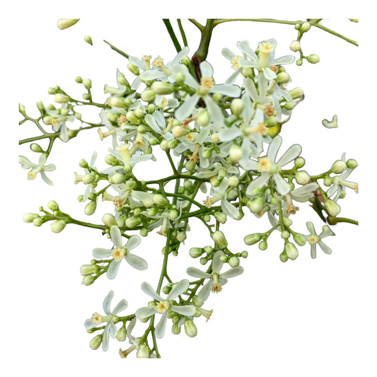 Neem Flower