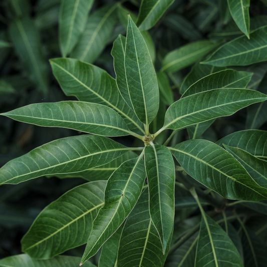 Mango leaf