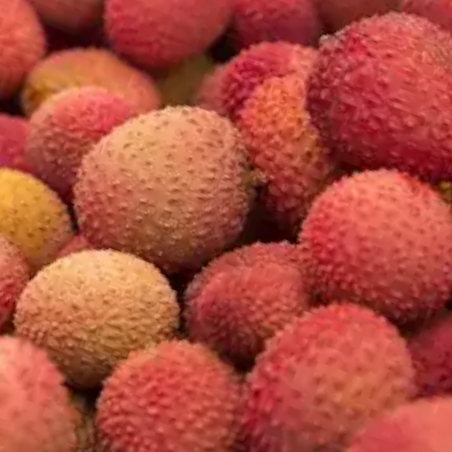 Lychee, Perikalam, Lichi, Laicci - 1 pack