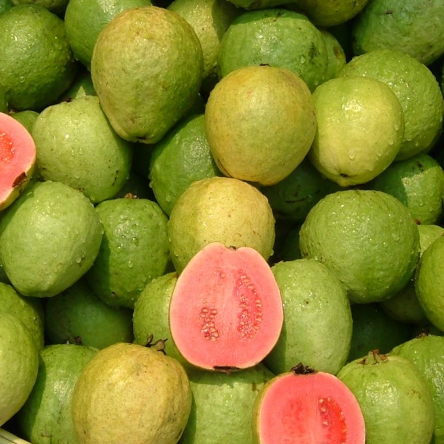 Guava, Koyya, Jamapandu, Pera, Amrood - 1 pack