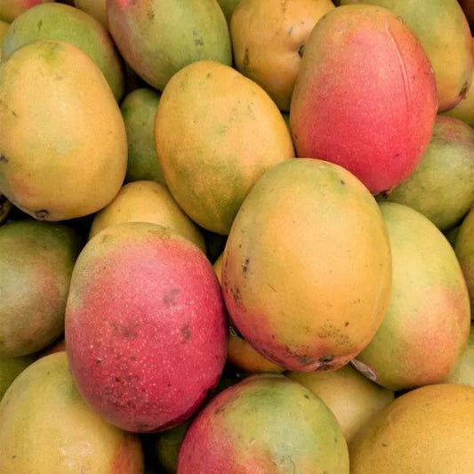 Haden Mango, Haden Maangai, Haden Mamidi, Haden Maampazham, Haden Aam - 1 Box (9 lb)