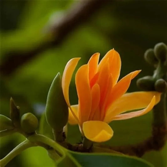 Chenbaga poo