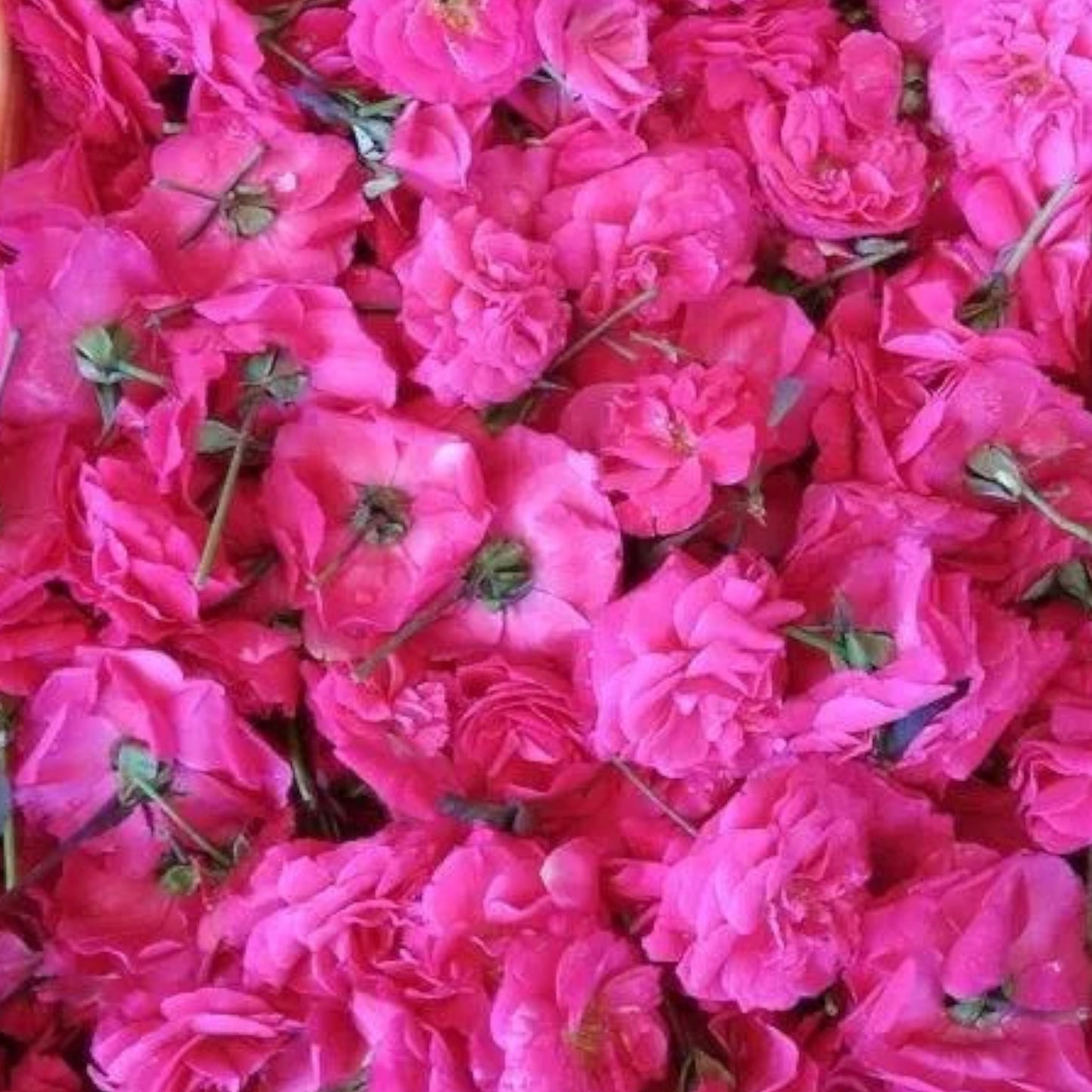 Panneer Roses (Temple Roses) 1 Pack