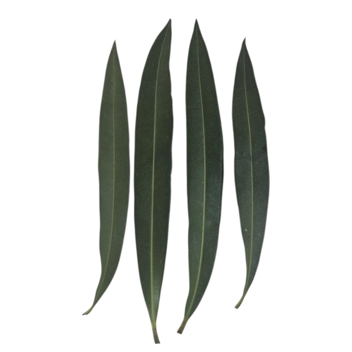 9 Sacred Pathras (Leaves) for Vinayagar Chaturthi Pooja