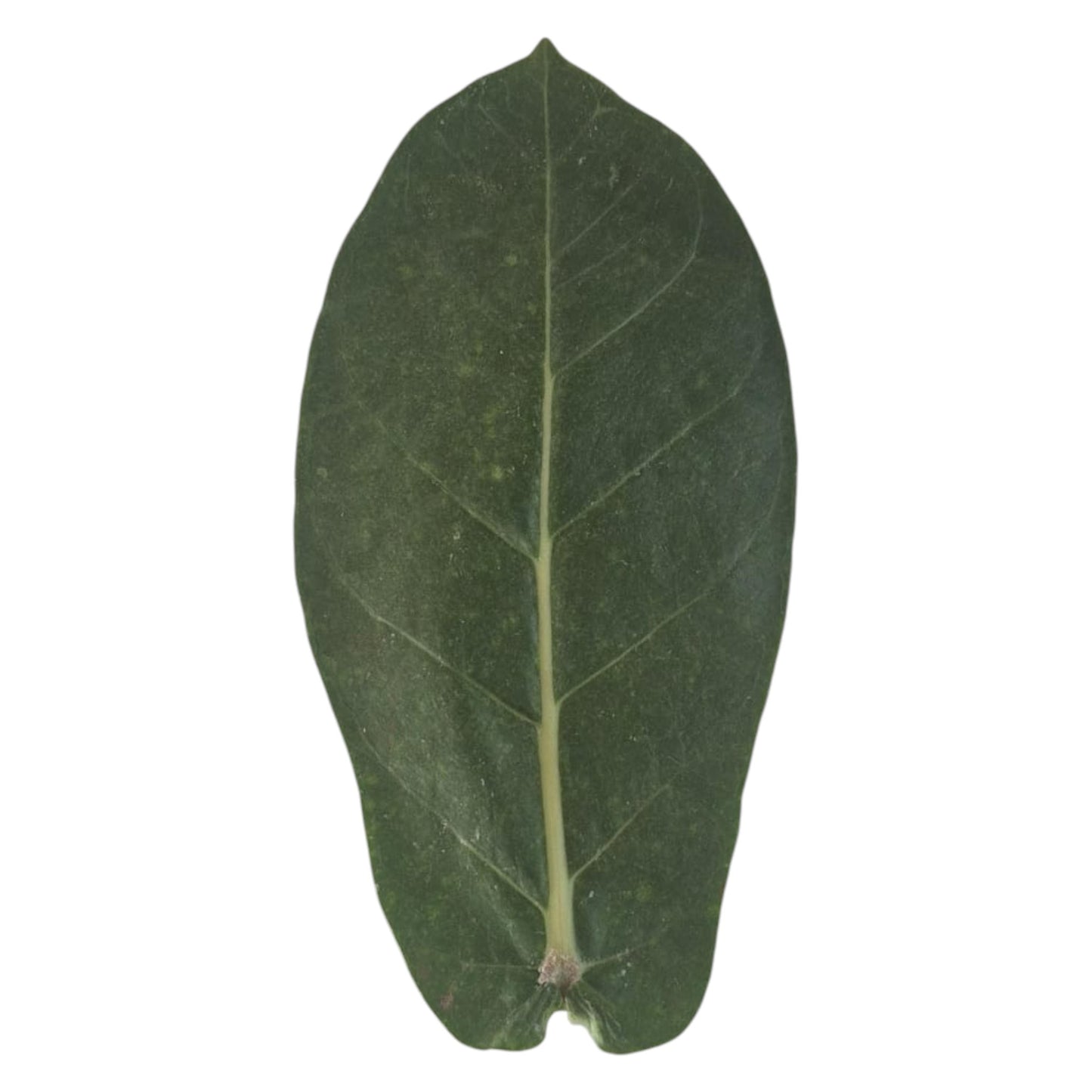9 Sacred Pathras (Leaves) for Vinayagar Chaturthi Pooja