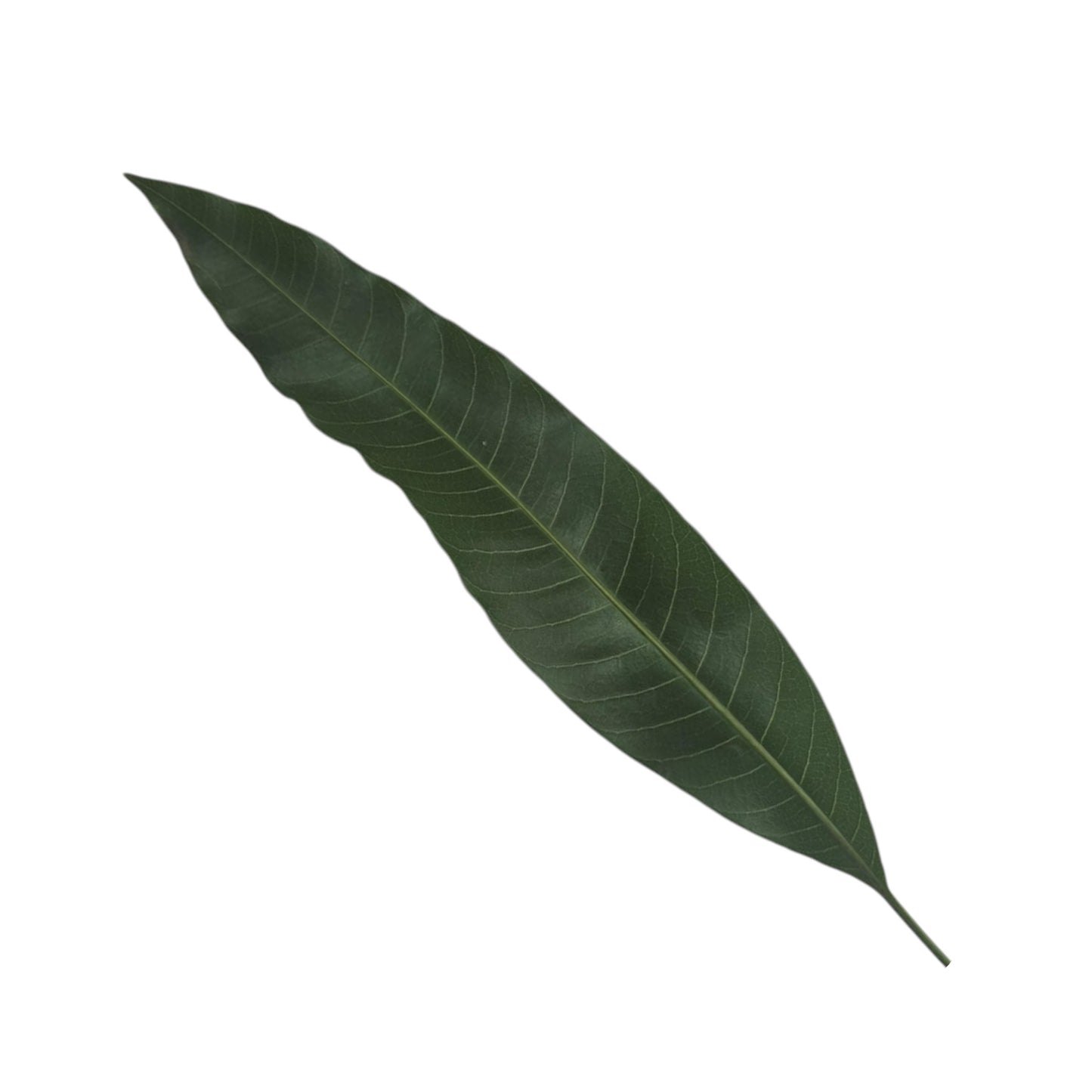 9 Sacred Pathras (Leaves) for Vinayagar Chaturthi Pooja
