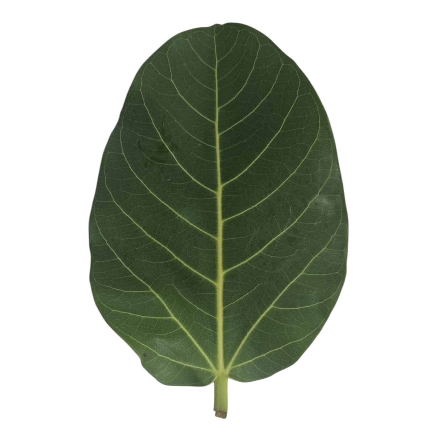 9 Sacred Pathras (Leaves) for Vinayagar Chaturthi Pooja