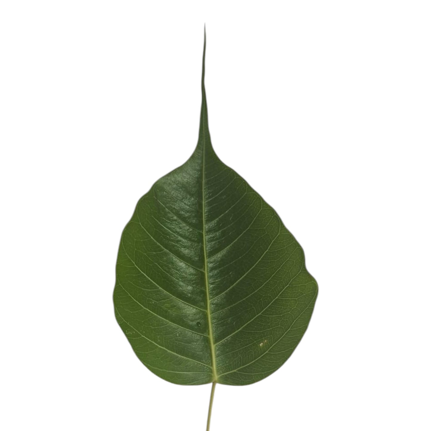 9 Sacred Pathras (Leaves) for Vinayagar Chaturthi Pooja