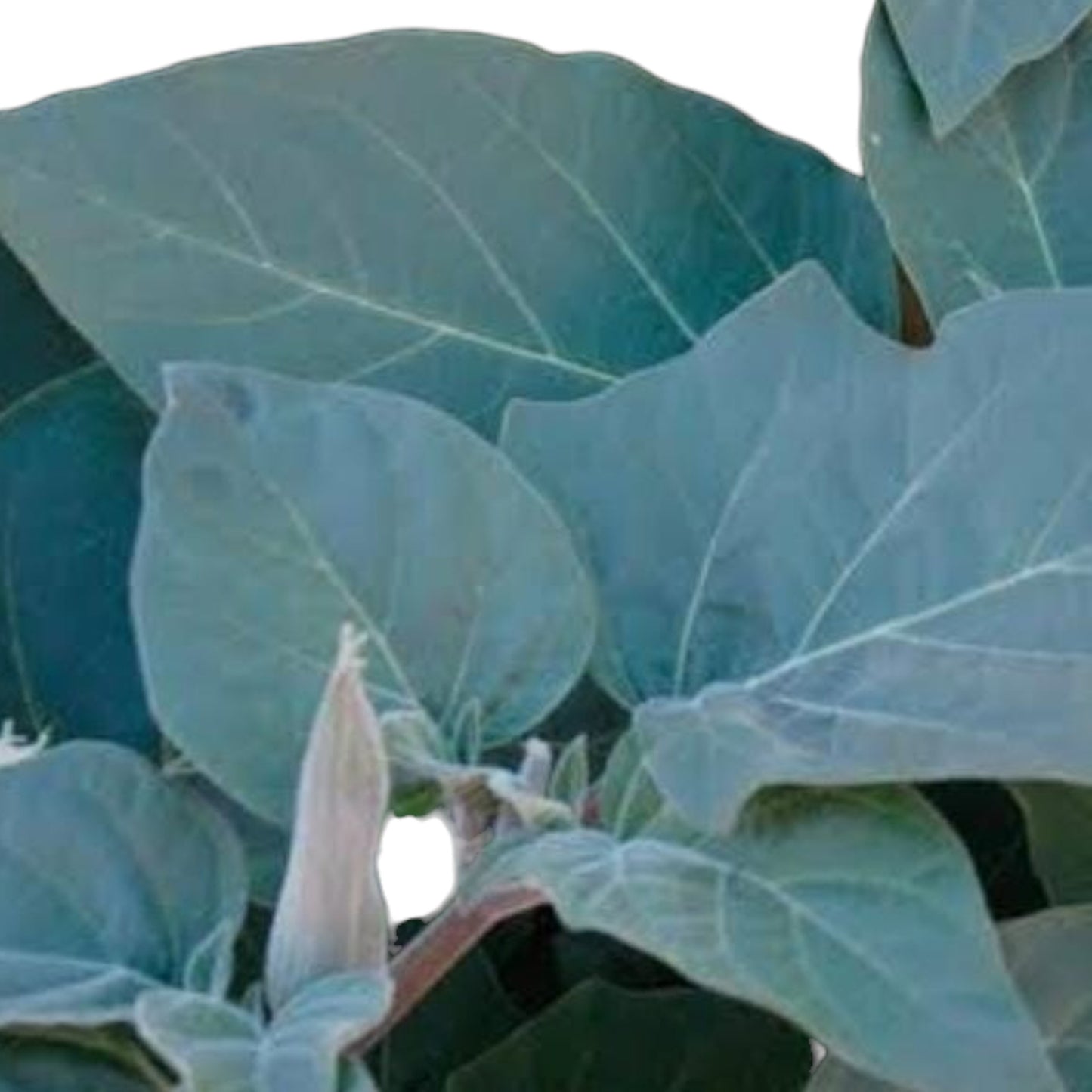 9 Sacred Pathras (Leaves) for Vinayagar Chaturthi Pooja