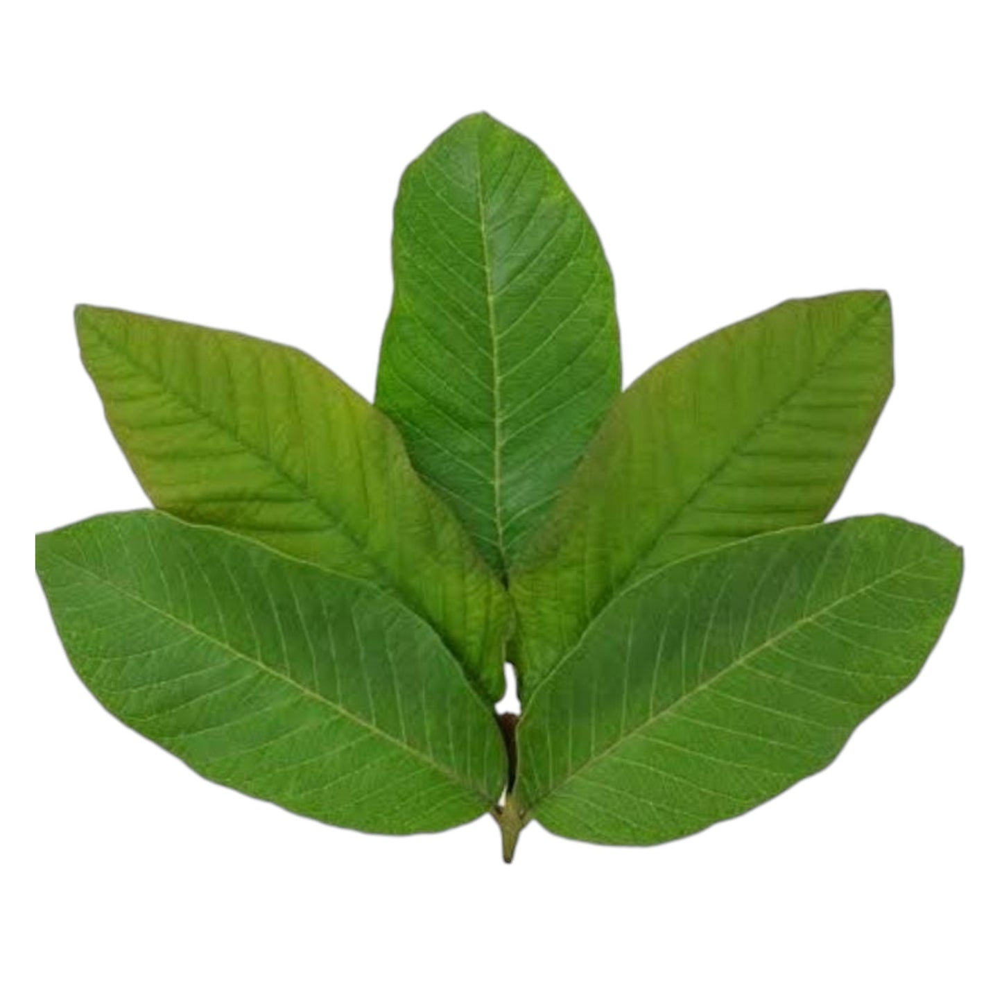 9 Sacred Pathras (Leaves) for Vinayagar Chaturthi Pooja