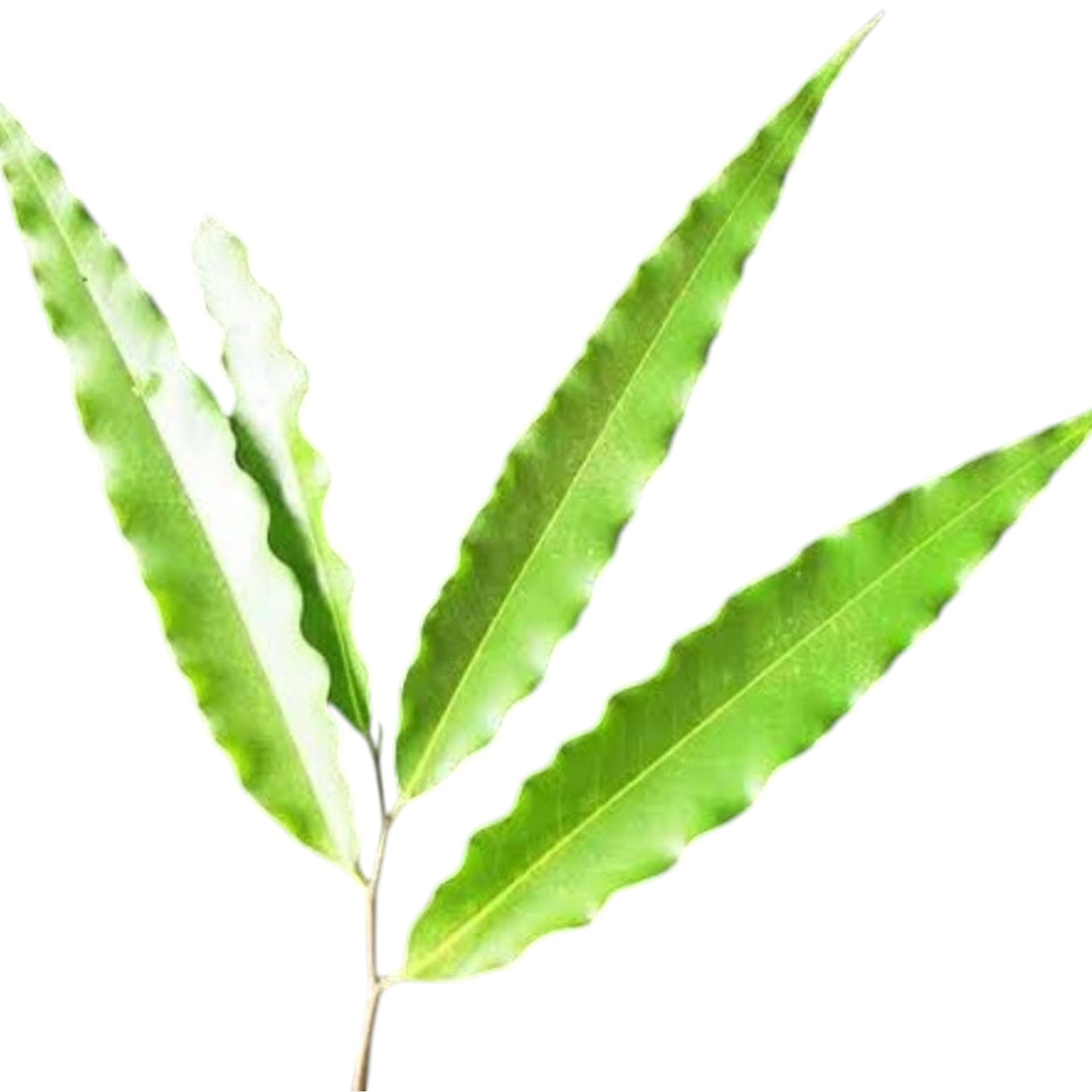9 Sacred Pathras (Leaves) for Vinayagar Chaturthi Pooja