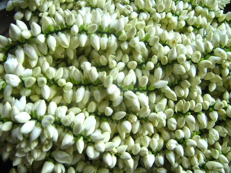 Fresh white jasmine flowers for Indian celebrations and puja rituals