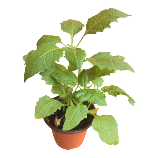 Manathakkali Plant (Black Nightshade / Solanum nigrum)