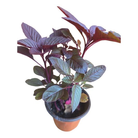Red Amaranth Plant (Arai Keerai / Thandu Keerai)