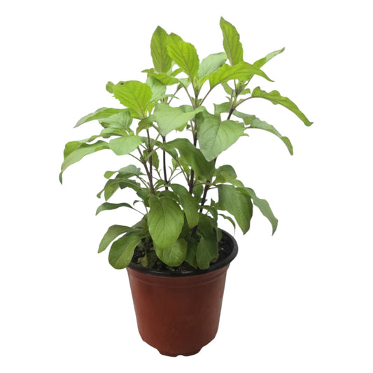 Sacred Thulasi (Holy Basil) Plant