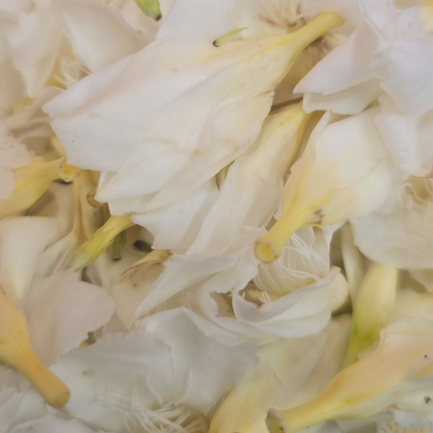 Arali Flower, Pala Puvvu, Arali Poovu, Arali Phool - Small Box
