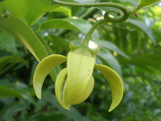 Climbing Ylang-Ylang, Manoranjitham,Manoranjitam Puvvu, Manoranjitam Poov, Manoranjitam ka Phool- Pack of 5 Each