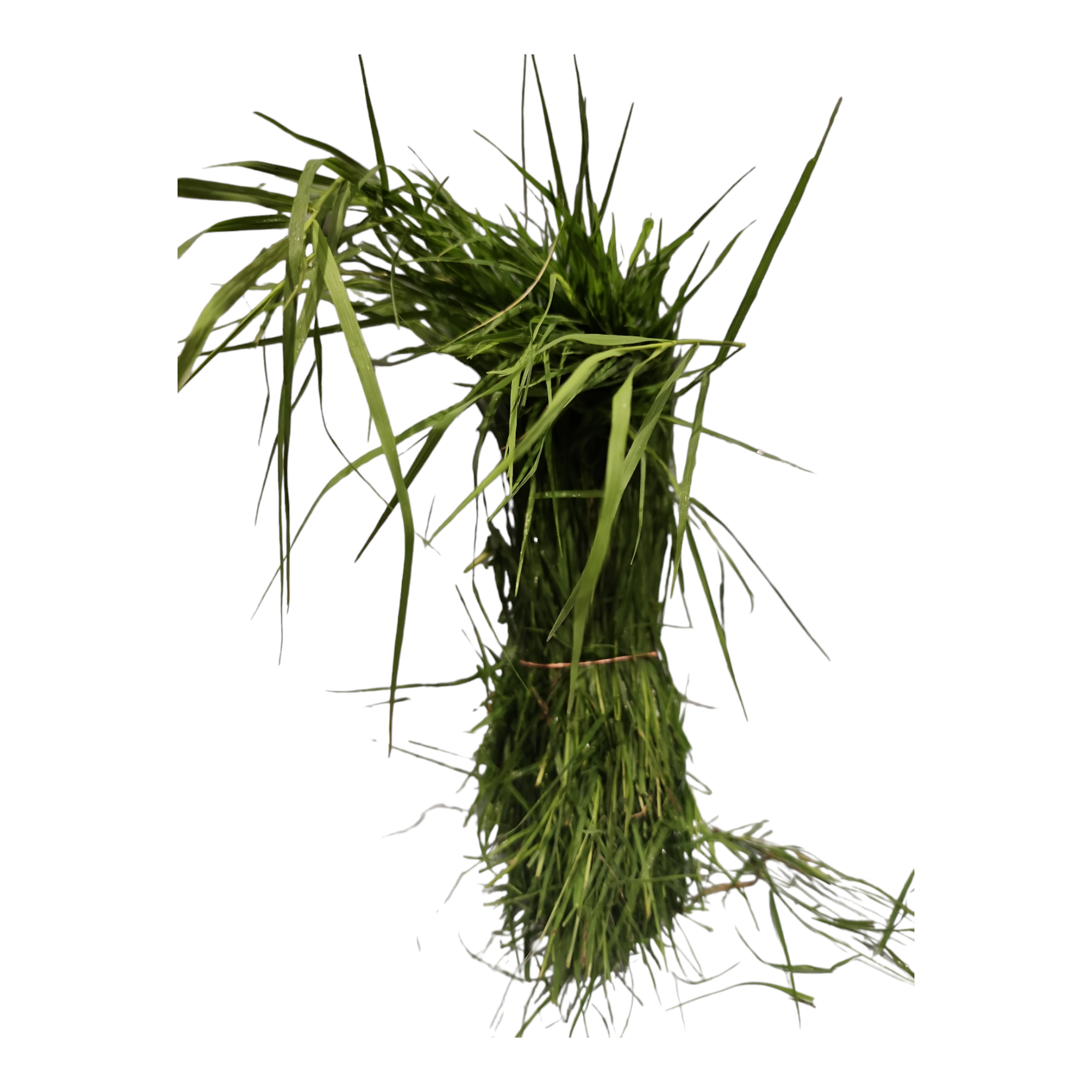 Varuka Roots Aruhampul, Garika, Karuka, Durva - 1 Pack – ClickstoCart Inc.