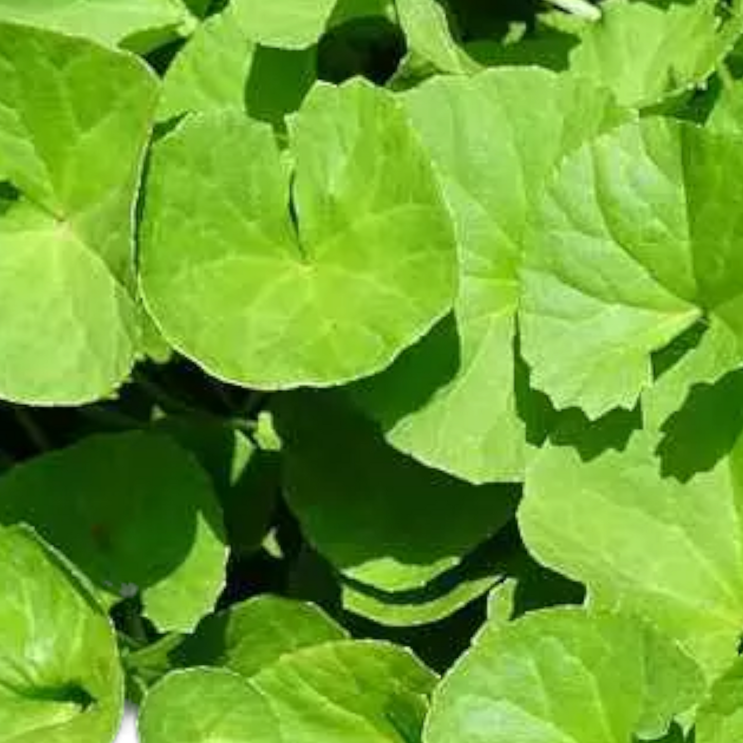 Brahmi Leaves, Vallarai kirai, Sarasvati Akulu, Nirbbandhi, Brahmi Pattha - 1 PK