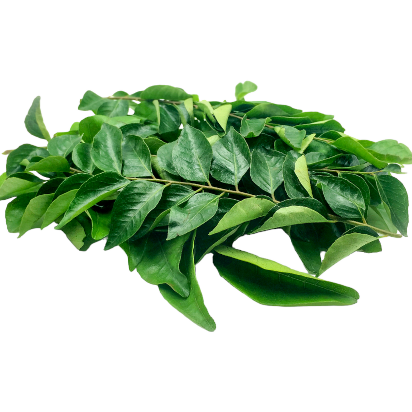 Curry Leaves, Kariveppilai, Karivepaku, Kariveppila, Karee Pattha - 1 PK