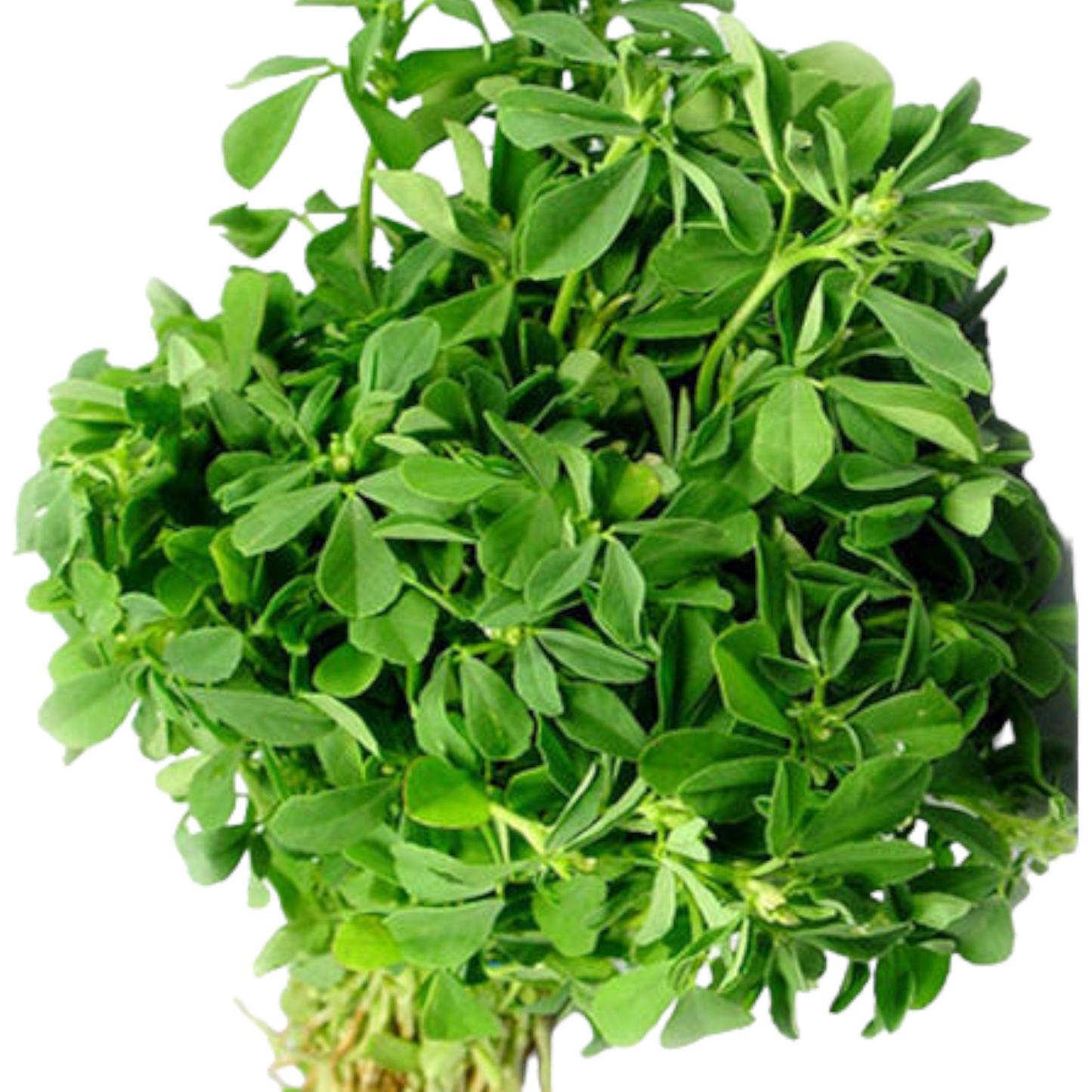 Fenugreek leaves, Vendhaya Keerai, Mentha Koora, Uluva, Methi ke Patte - 1 PK