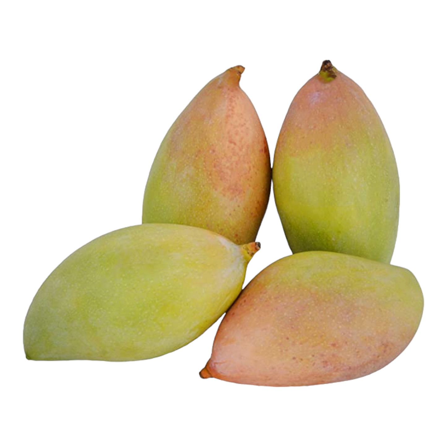 Kili Mooku Mango, Kili mukku mampalam, Kili mukku mamidi, Kili mukk manna, Kili mukka am - 1 pack of 2 each