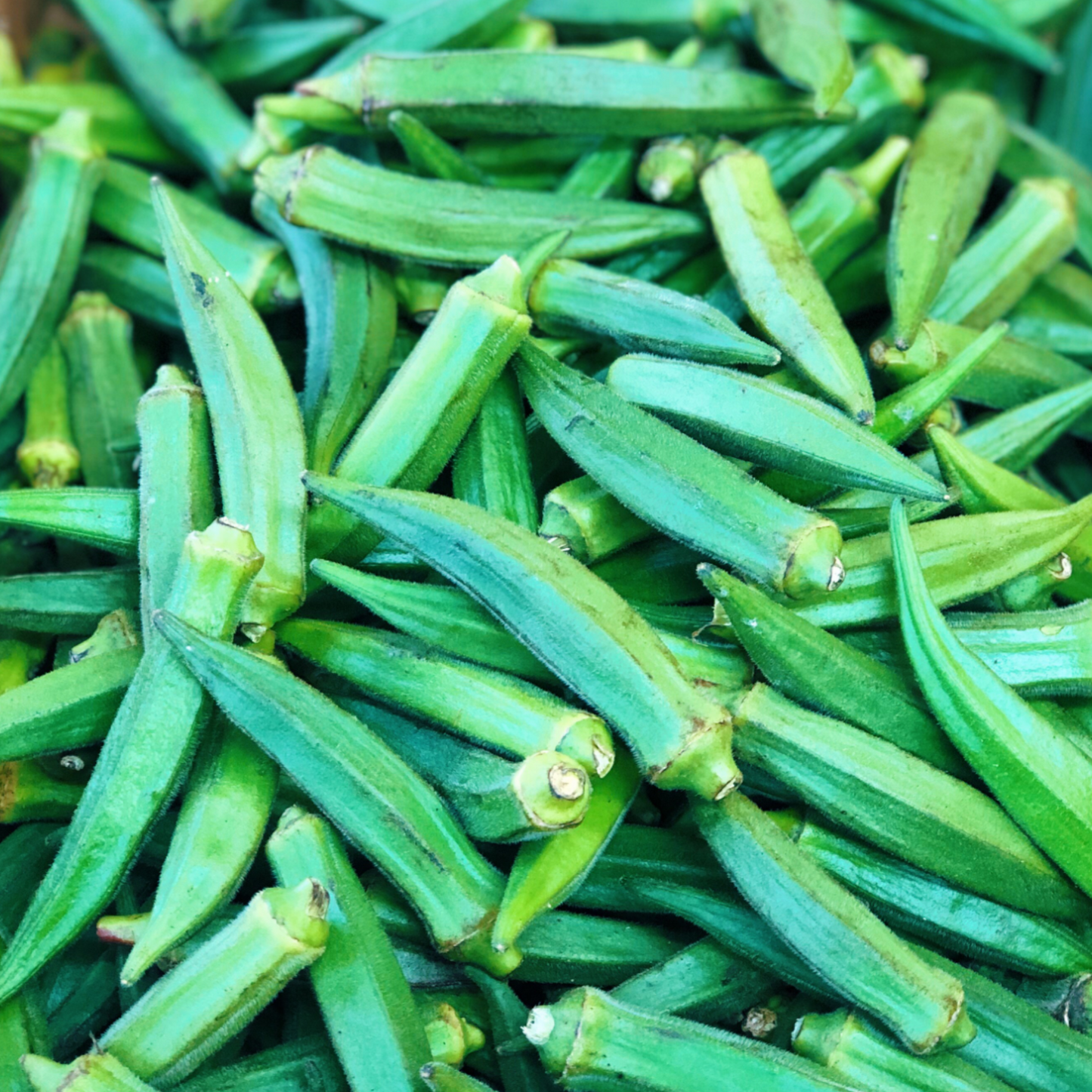 Doigt de dames, Vendakkai, Bendakaya, Vendakka, Bhindi - 1 paquet