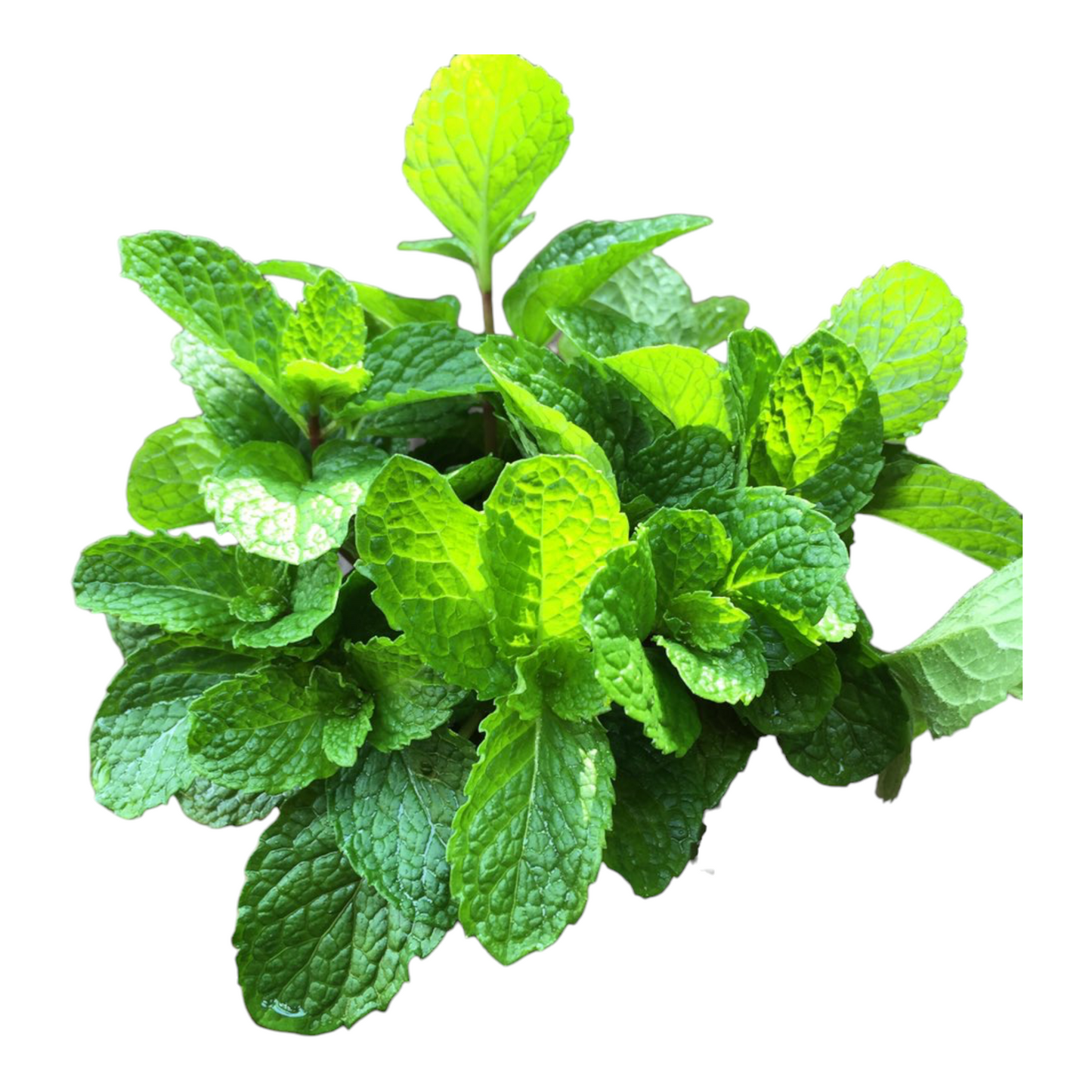 Mint Leaves, Pudina, Pudina Pattha - 1 PK