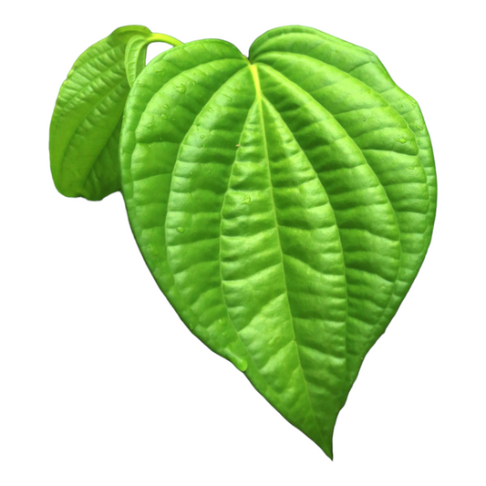 Betel leaf