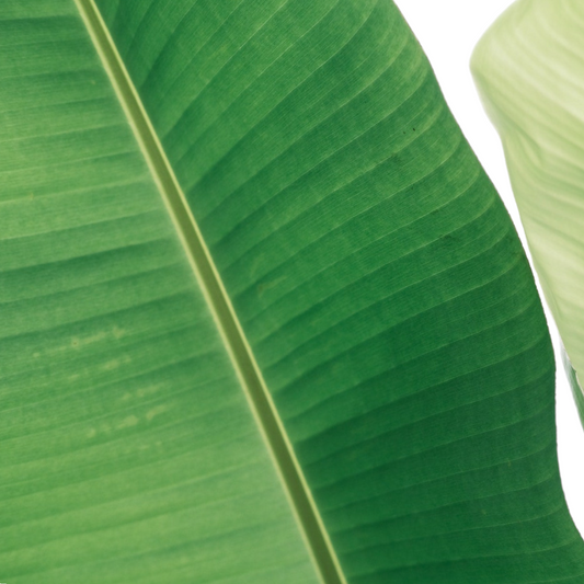 Banana Leaf