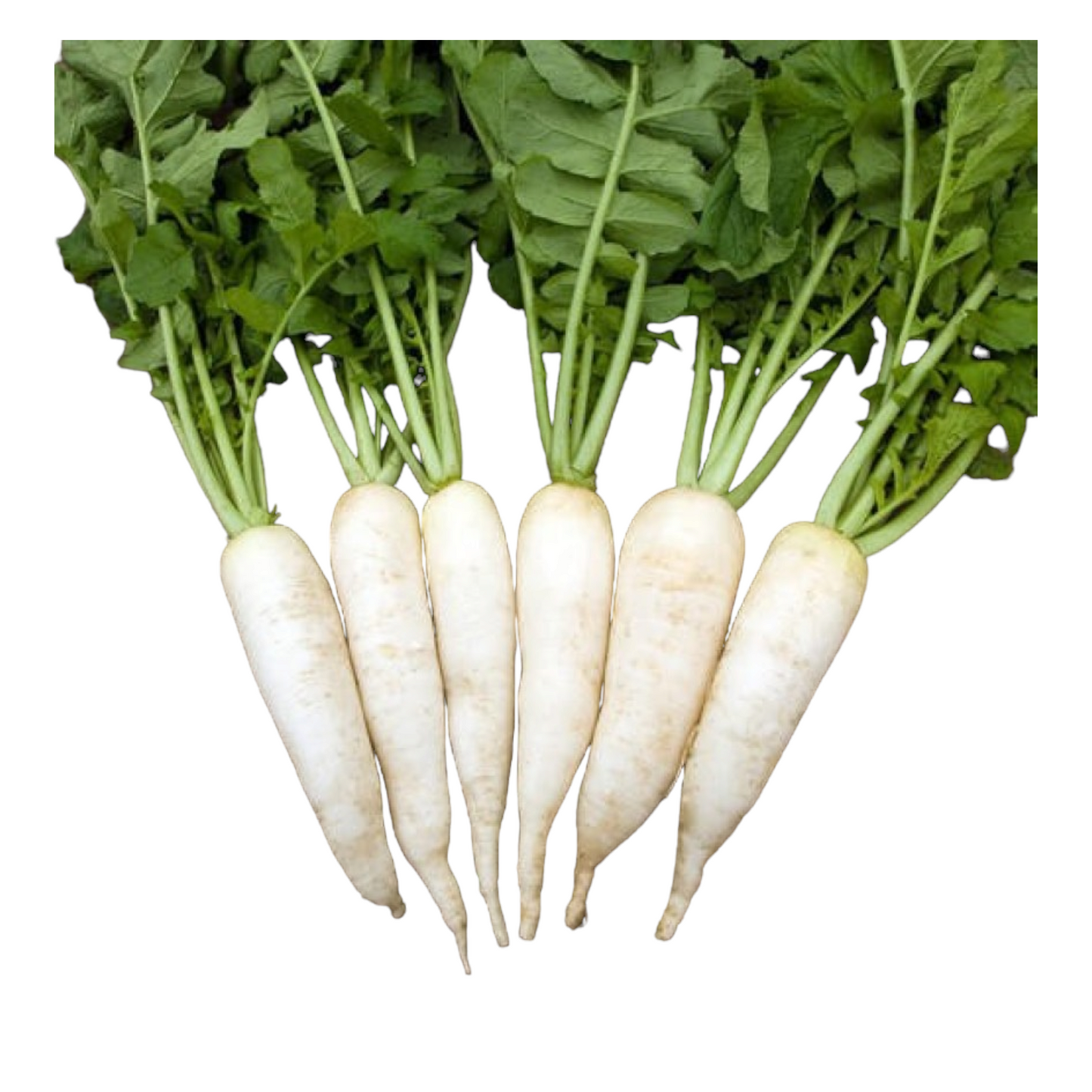 Radish, Mullanki, Mullangi, Mullanki, Mooli - 1 pack