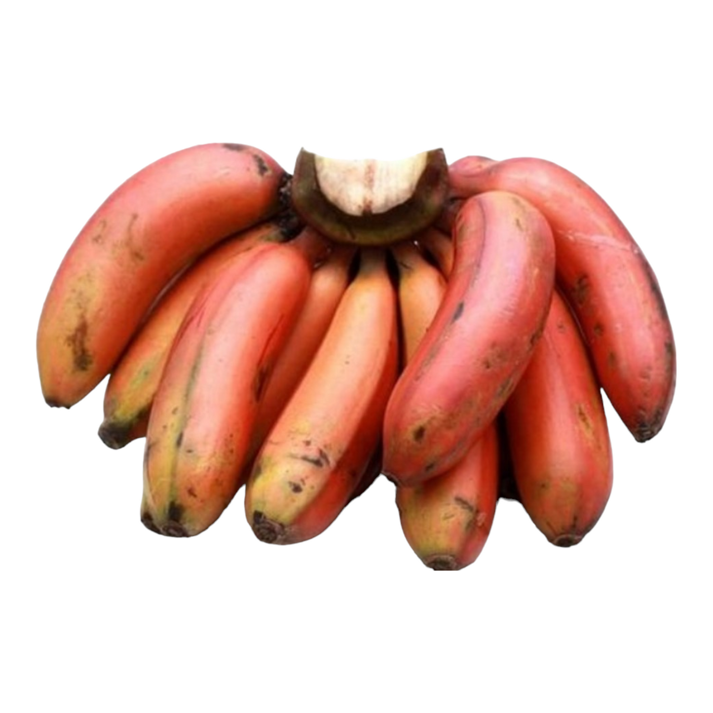 Red Banana, Civappu valai, Erra arati, Cava palam, Lal kela - pack of 3 each