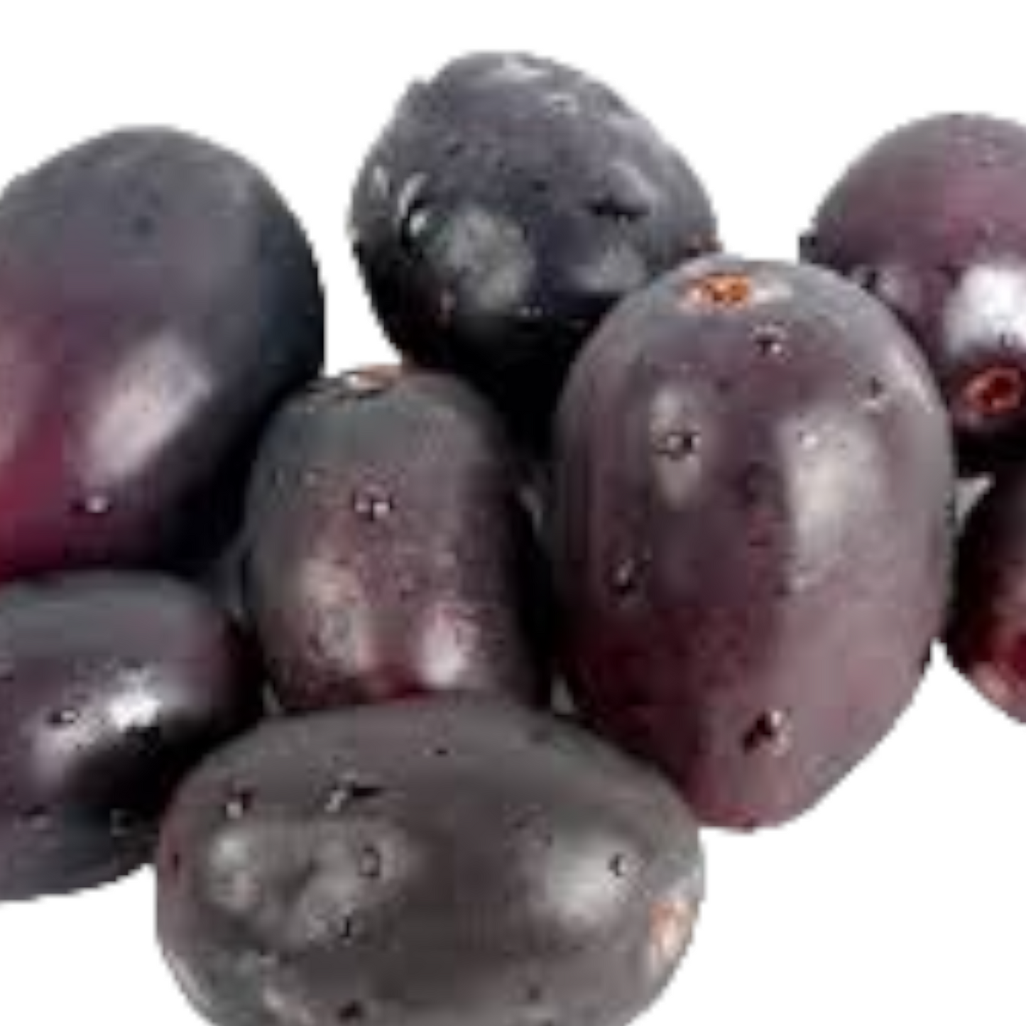 Palam naval, Java Plum, Neredu, Neram, Jamun - 1 paquet