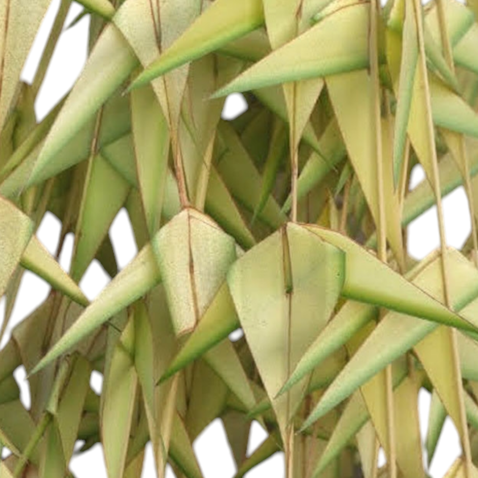 Coconut Palm Leaf Garland, known as Thennai Ilai Thoranam in tamil