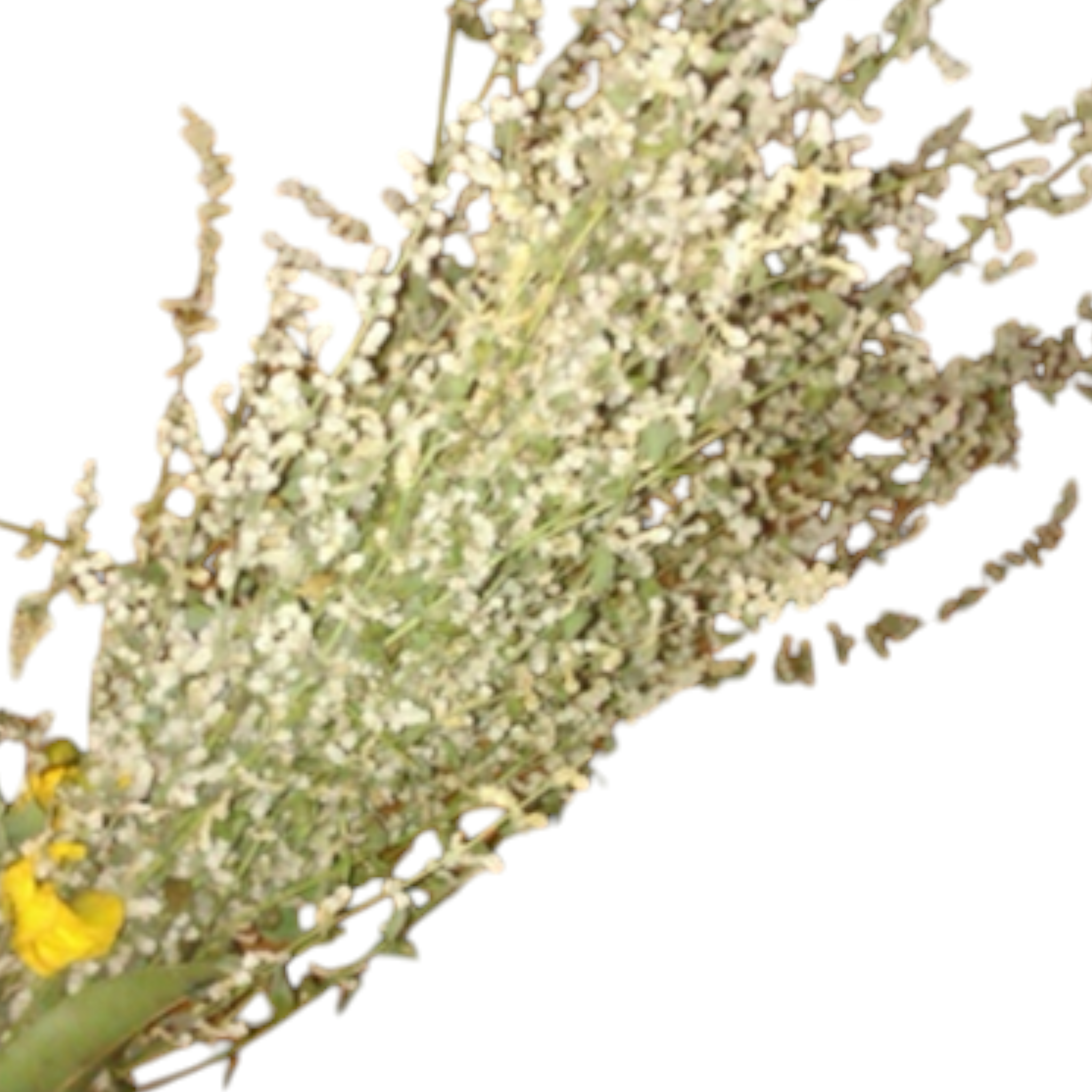 Koorapoo Flower Mountain Knot Grass Plant (Korai Poo), Sirupillai -1 Bunch ...