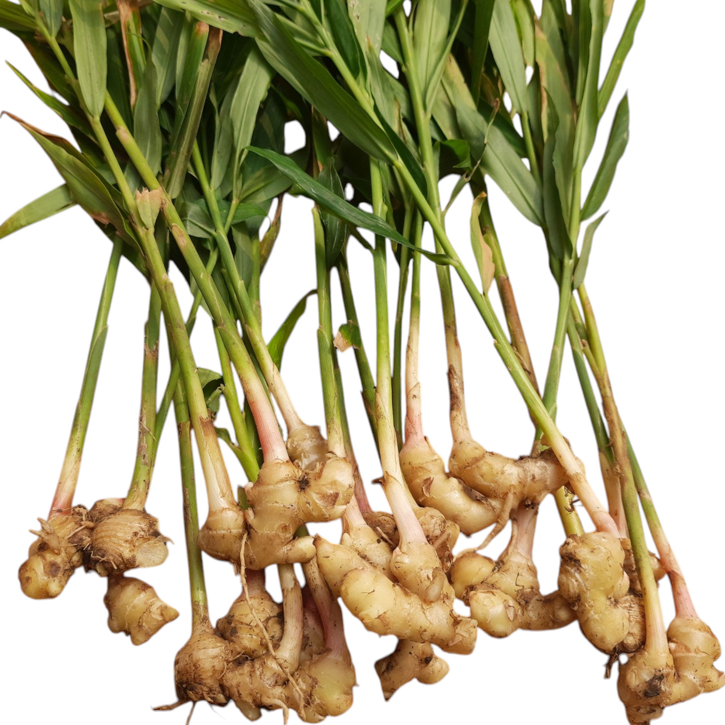 Ginger Plant