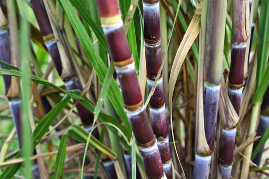 Plante entière de canne à sucre