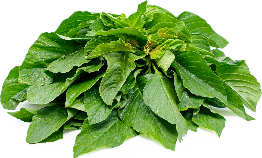 Close-up of fresh green leaves with vibrant color and natural texture.