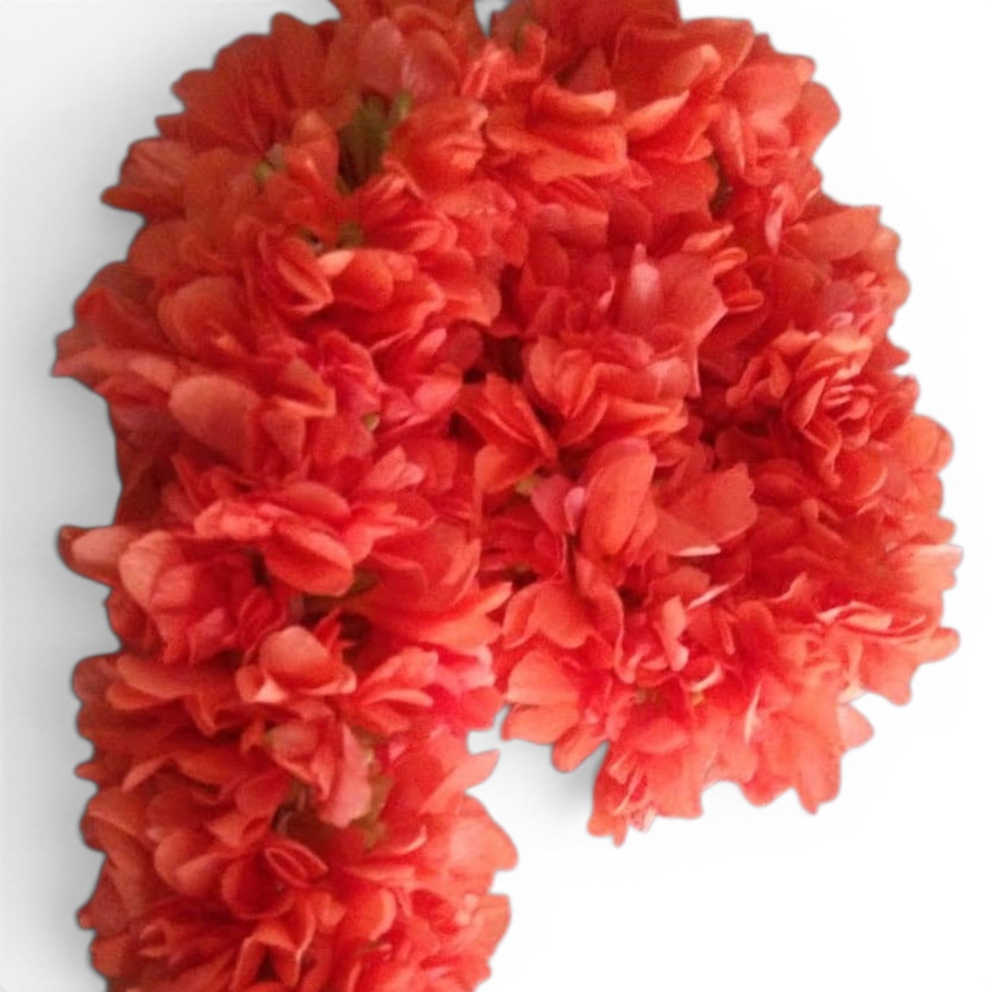 A cluster of bright red-orange fresh flowers with layered ruffled petals, photographed against a plain white background.
