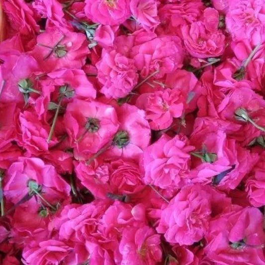 Panneer Roses (Temple Roses)